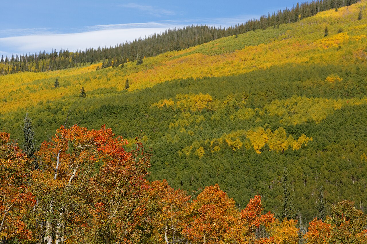 Golden aspen groves on Kenosha Pass