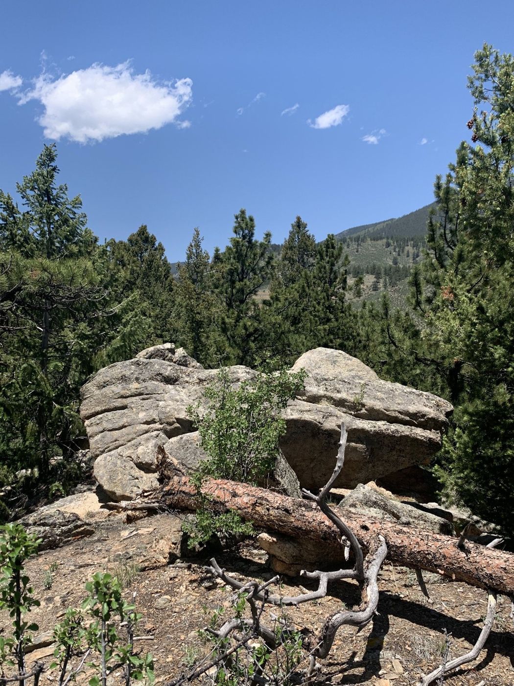 Prayer Rock lookout among the pines